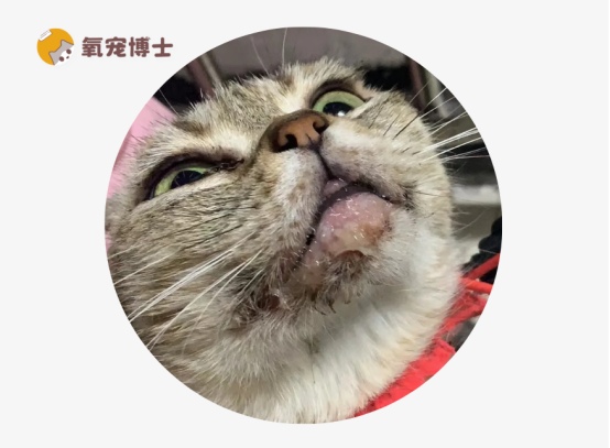 猫咪为什么会得口炎? 猫咪为什么会得口炎?