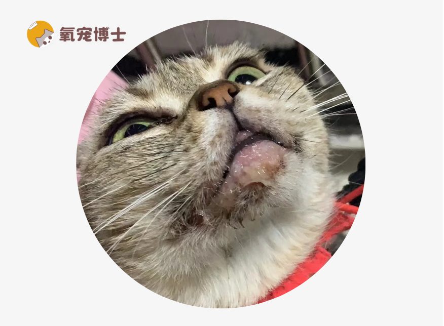猫咪为什么会得口炎？