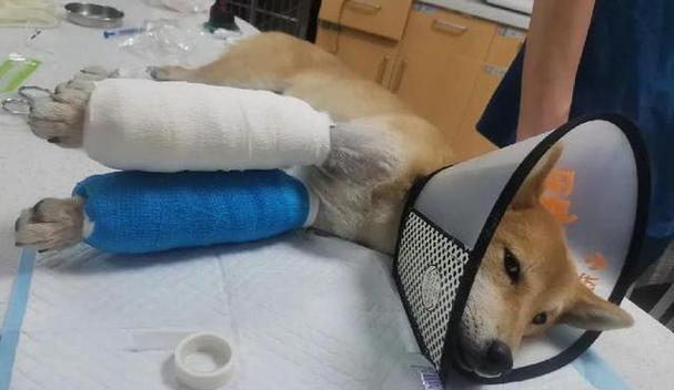 狗狗骨折固定时间与康复周期(狗狗骨折需固定多久才能完全康复?固定时间影响康复效果的关键) 狗狗骨折固定时间与康复周期(狗狗骨折需固定多久才能完全康复?固定时间影响康复效果的关键)