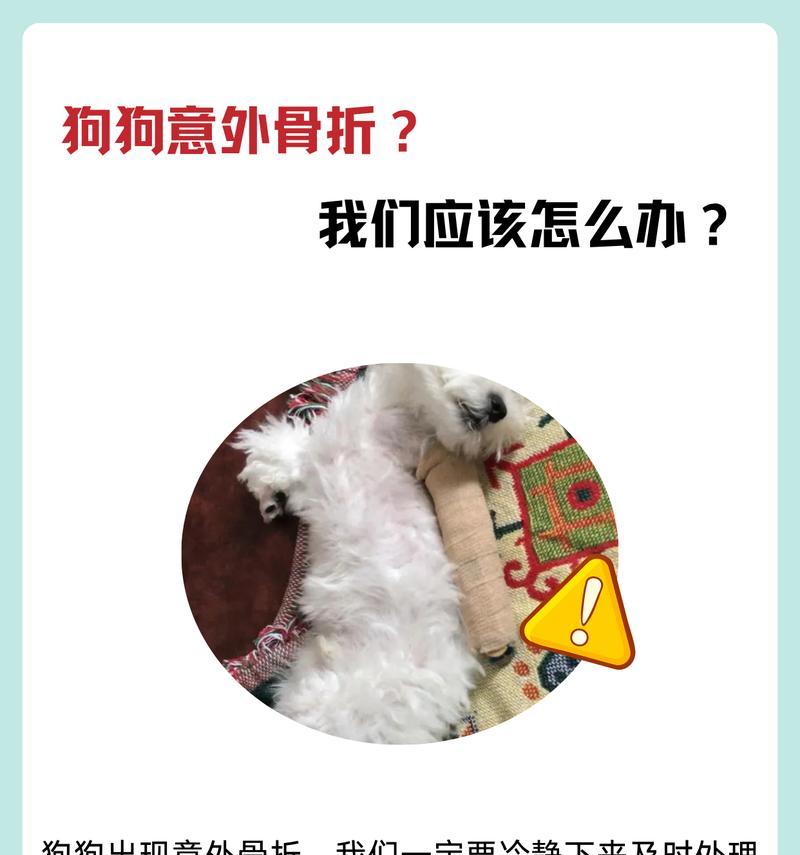 狗狗骨折固定时间与康复周期(狗狗骨折需固定多久才能完全康复?固定时间影响康复效果的关键) 狗狗骨折固定时间与康复周期(狗狗骨折需固定多久才能完全康复?固定时间影响康复效果的关键)