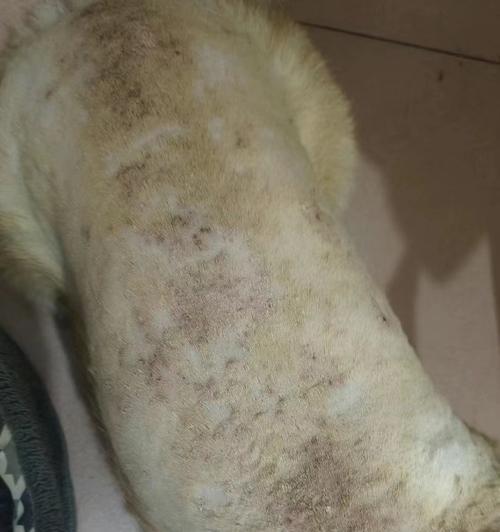 狗狗皮肤病（狗狗皮肤病的预防措施和日常护理）