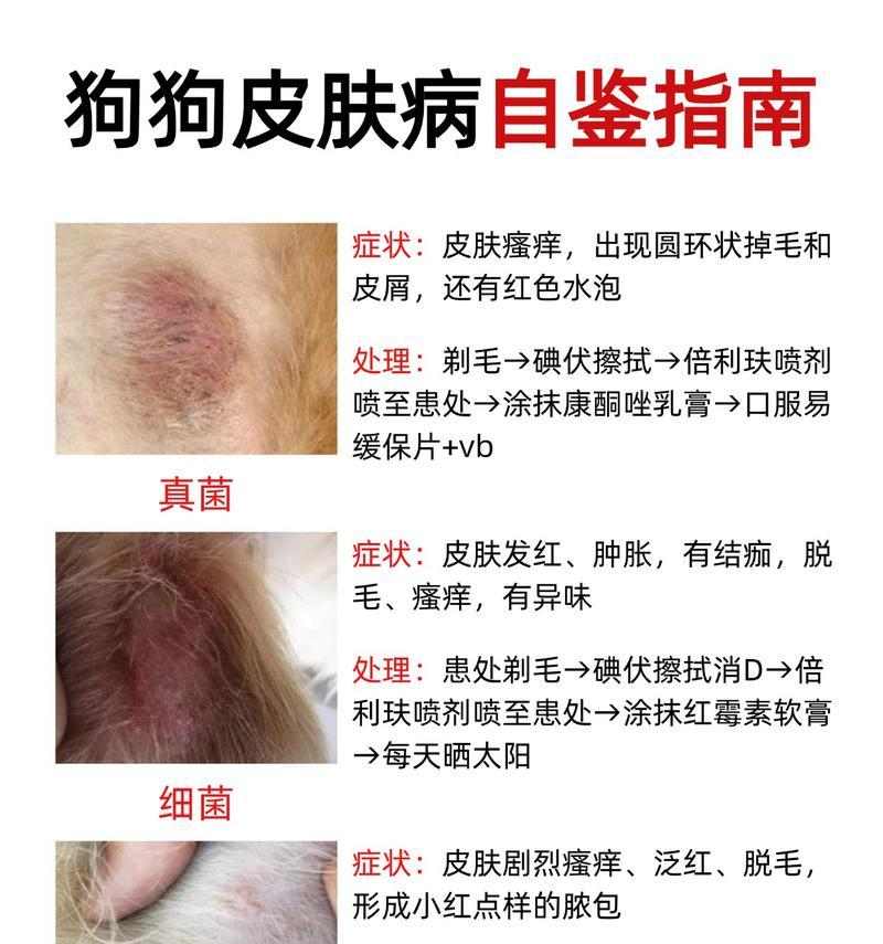 狗狗皮肤病（狗狗皮肤病的预防措施和日常护理）