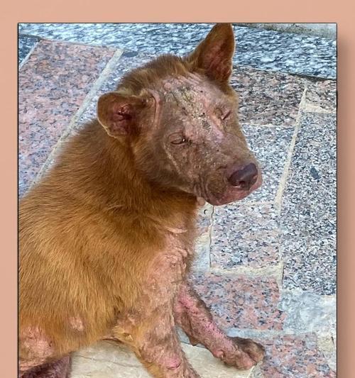 狗狗皮肤病（狗狗皮肤病的预防措施和日常护理）