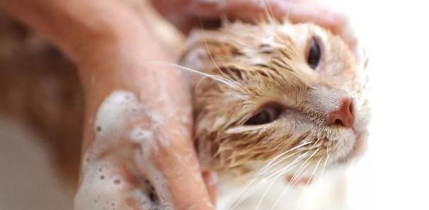 猫怀孕多久能洗澡?(了解正确的猫咪孕期清洁护理方法) 猫怀孕多久能洗澡?(了解正确的猫咪孕期清洁护理方法)