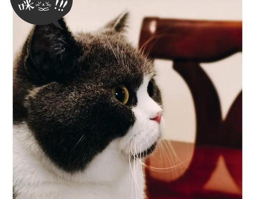 猫怀孕多久能洗澡?(了解正确的猫咪孕期清洁护理方法) 猫怀孕多久能洗澡?(了解正确的猫咪孕期清洁护理方法)