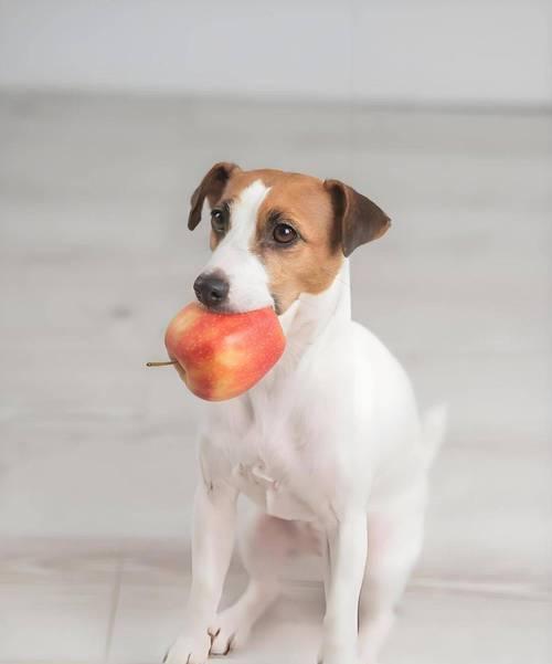 探索以狗为食的世界(解密狗类饮食习惯与可食用物品) 探索以狗为食的世界(解密狗类饮食习惯与可食用物品)