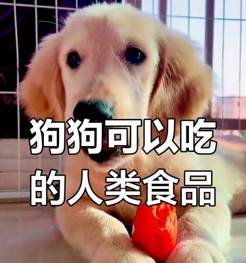 探索以狗为食的世界(解密狗类饮食习惯与可食用物品) 探索以狗为食的世界(解密狗类饮食习惯与可食用物品)