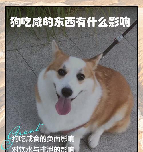 探索以狗为食的世界(解密狗类饮食习惯与可食用物品) 探索以狗为食的世界(解密狗类饮食习惯与可食用物品)