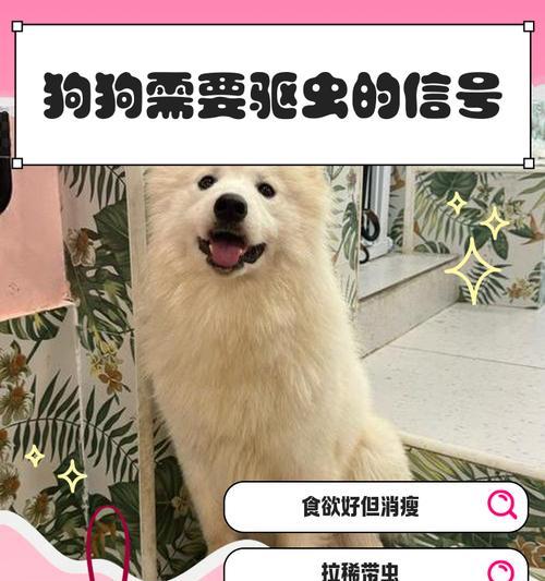 宠物狗驱虫周期与注意事项（了解狗狗驱虫的重要性及正确方法）