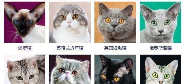猫的世界(一起了解猫的多样性和迷人之处) 猫的世界(一起了解猫的多样性和迷人之处)