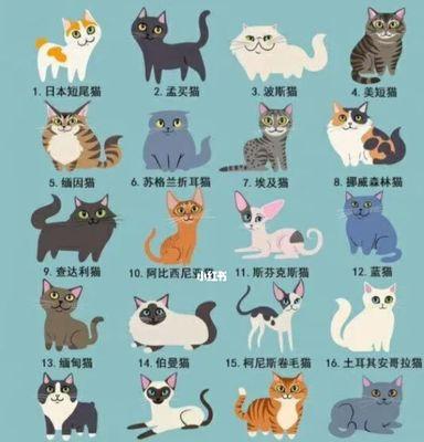 猫的世界(一起了解猫的多样性和迷人之处) 猫的世界(一起了解猫的多样性和迷人之处)