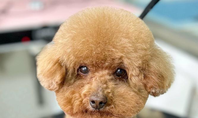 泰迪犬的指甲剪裁（宝贝泰迪剪指甲时间表及注意事项）