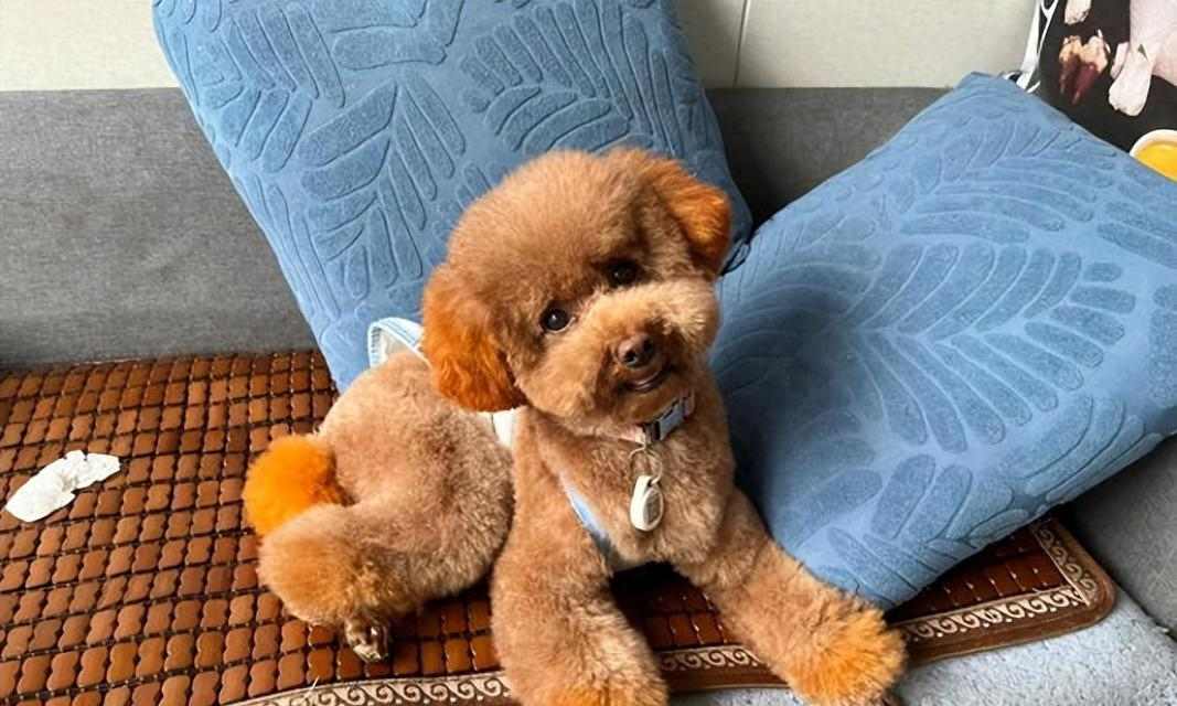 泰迪犬的指甲剪裁(宝贝泰迪剪指甲时间表及注意事项) 泰迪犬的指甲剪裁(宝贝泰迪剪指甲时间表及注意事项)