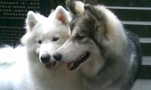 老狗与新狗的相处之道(如何使老狗和新狗融洽相处) 老狗与新狗的相处之道(如何使老狗和新狗融洽相处)