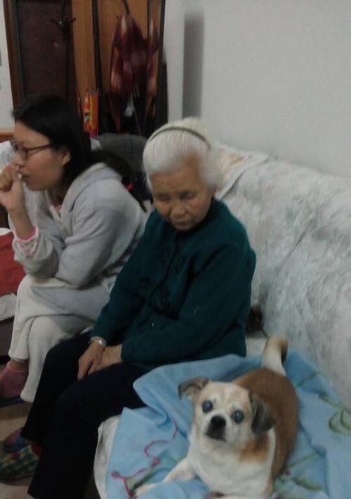 老狗与新狗的相处之道(如何使老狗和新狗融洽相处) 老狗与新狗的相处之道(如何使老狗和新狗融洽相处)