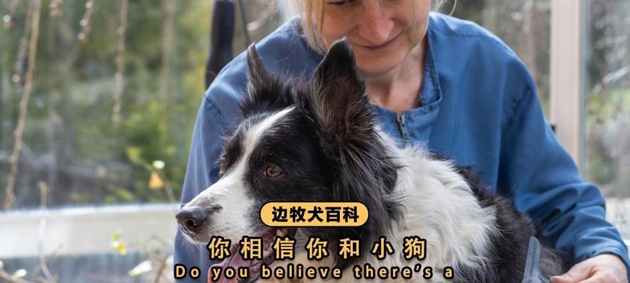 老狗与新狗的相处之道(如何使老狗和新狗融洽相处) 老狗与新狗的相处之道(如何使老狗和新狗融洽相处)