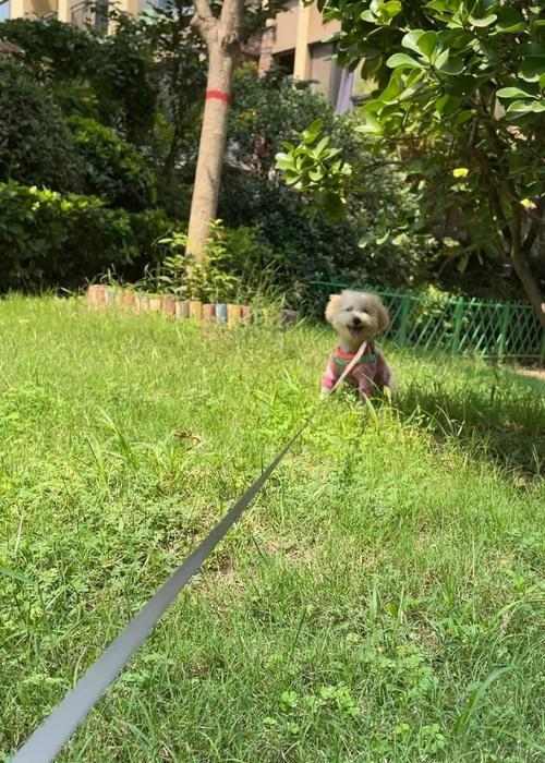 比熊泰迪串的寿命有多长？（探究比熊泰迪串的寿命影响因素及如何延长其寿命）