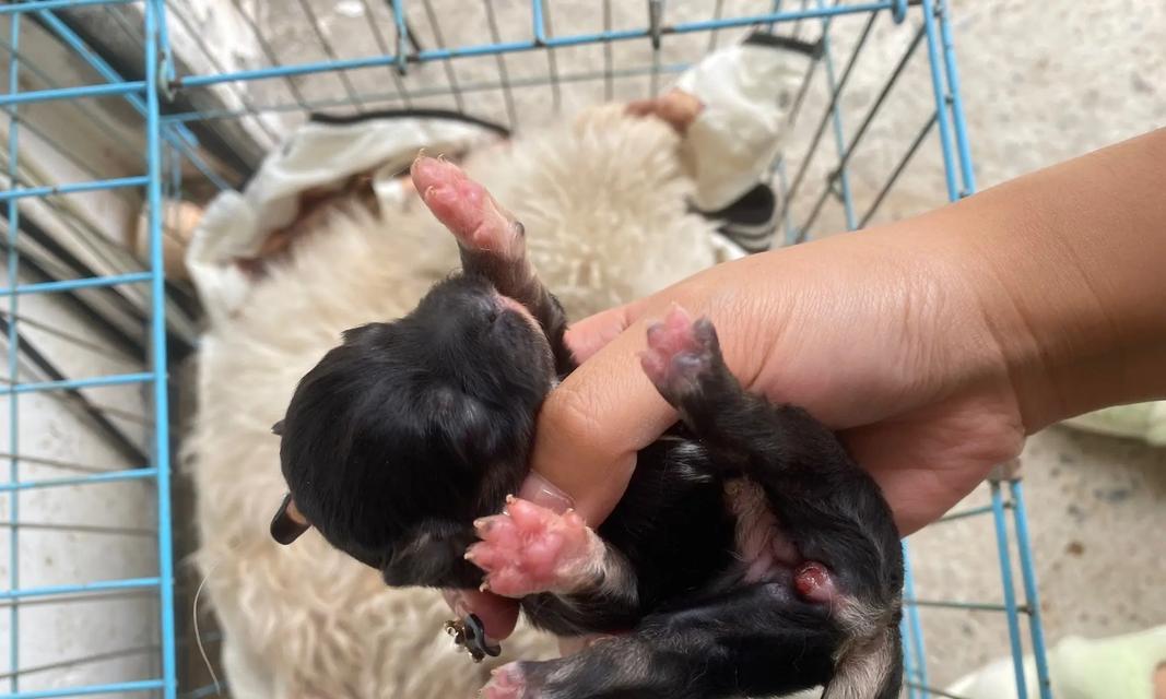 比熊泰迪串的寿命有多长？（探究比熊泰迪串的寿命影响因素及如何延长其寿命）