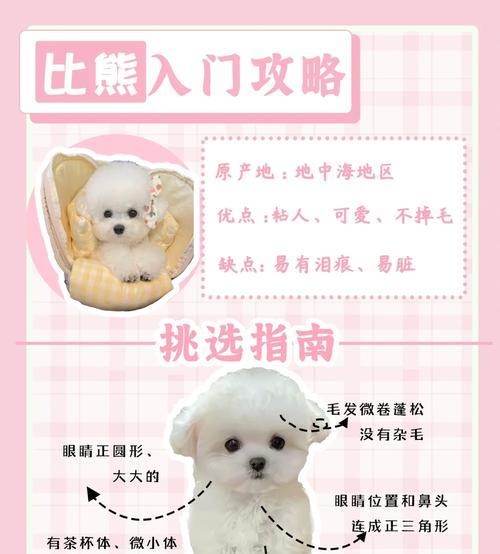 比熊泰迪串的寿命有多长？（探究比熊泰迪串的寿命影响因素及如何延长其寿命）