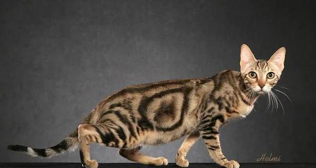 猫的世界(一起了解猫的多样性和迷人之处) 猫的世界(一起了解猫的多样性和迷人之处)