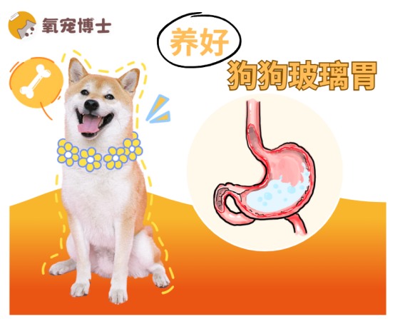 狗狗肠胃不好怎么养|科学调理全攻略 狗狗肠胃不好怎么养?