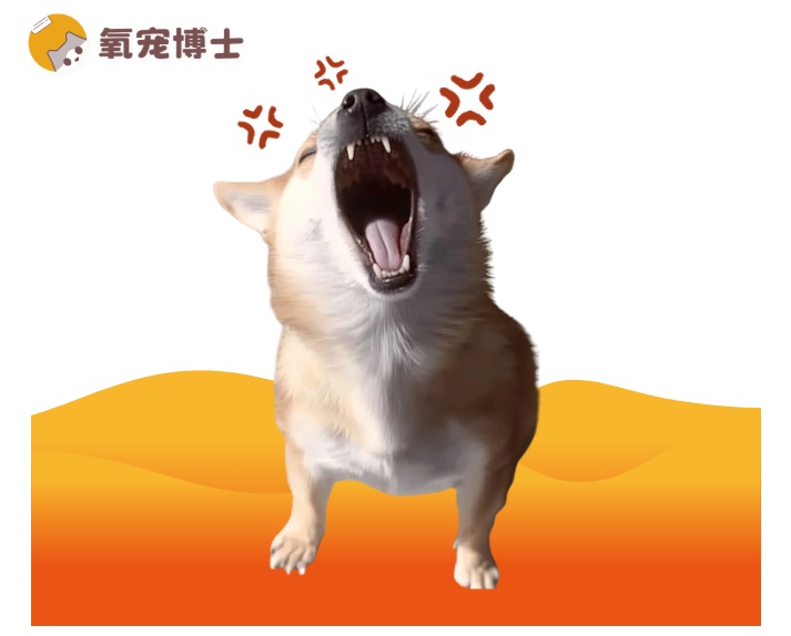 狗狗爱叫排名TOP5！这些品种是天生“话痨”