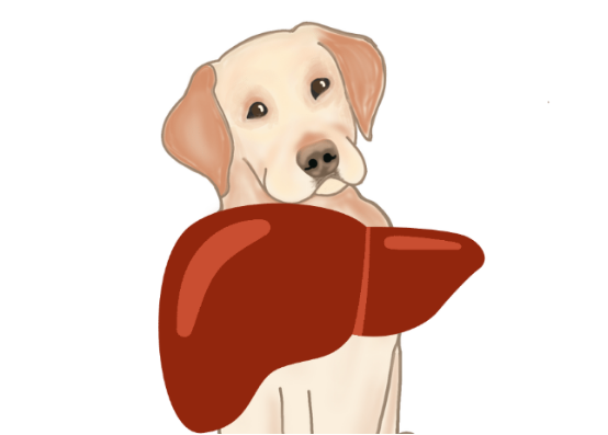 狗狗养肝食物大全 狗狗吃什么可以养肝?