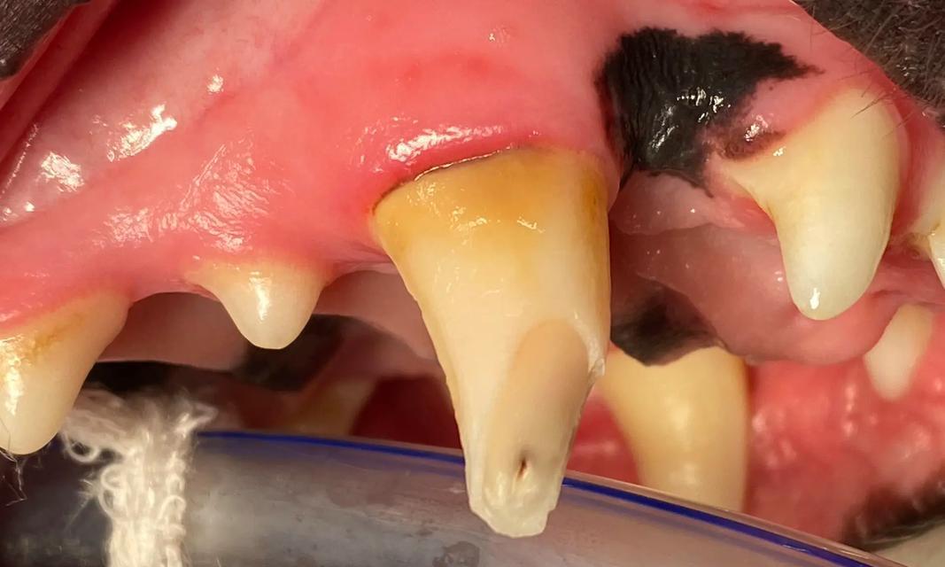 小狗乳牙脱落与恢复的时间(小狗乳牙掉落周期及新牙生长速度) 小狗乳牙脱落与恢复的时间(小狗乳牙掉落周期及新牙生长速度)