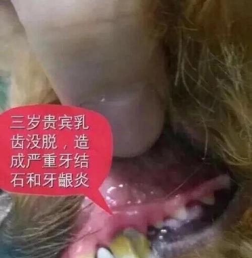 小狗乳牙脱落与恢复的时间(小狗乳牙掉落周期及新牙生长速度) 小狗乳牙脱落与恢复的时间(小狗乳牙掉落周期及新牙生长速度)