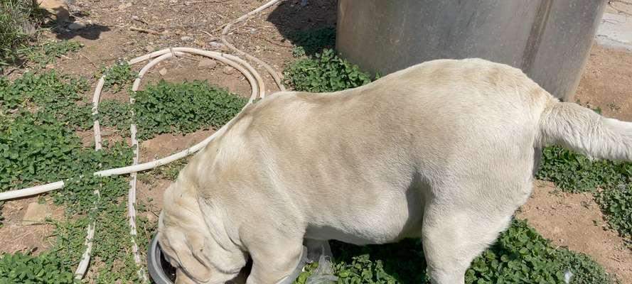 奶狗的饮水时间(了解奶狗喝水的最佳时间和频率) 奶狗的饮水时间(了解奶狗喝水的最佳时间和频率)