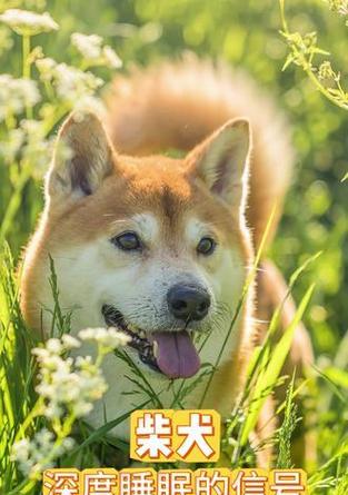 狗的睡眠需求（狗的睡眠习惯及影响因素解析，找寻适合狗狗的睡眠时间）