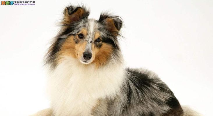 广东狗场之旅（广东狗场）