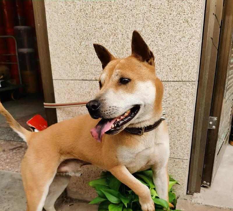 广东狗场之旅（广东狗场）