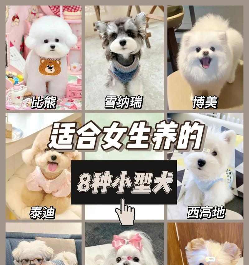 以小种宠物狗有哪些品种?(探索各类迷你犬的迷人特质和适应家庭生活的优势) 以小种宠物狗有哪些品种?(探索各类迷你犬的迷人特质和适应家庭生活的优势)