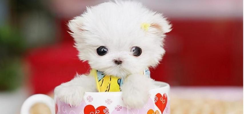 以小种宠物狗有哪些品种?(探索各类迷你犬的迷人特质和适应家庭生活的优势) 以小种宠物狗有哪些品种?(探索各类迷你犬的迷人特质和适应家庭生活的优势)