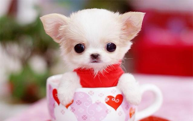 以小种宠物狗有哪些品种?(探索各类迷你犬的迷人特质和适应家庭生活的优势) 以小种宠物狗有哪些品种?(探索各类迷你犬的迷人特质和适应家庭生活的优势)