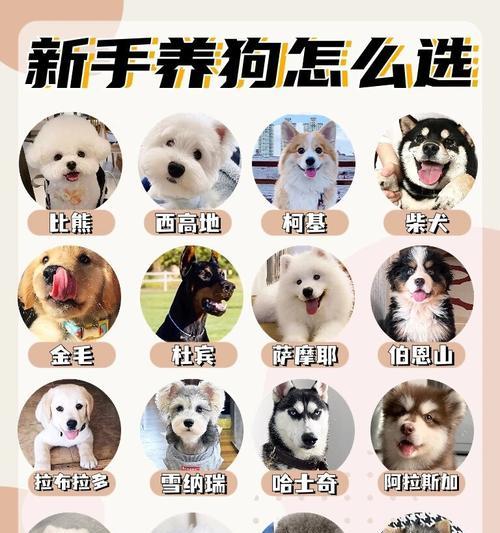 了解狗狗的成长周期，选择适合的体型（探索不同体型狗狗的成长需求与特点）