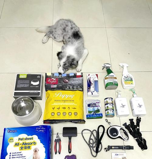 养边牧幼犬的喂食指南（边牧幼犬的合理饮食安排及注意事项）