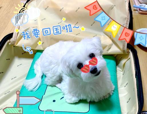 带狗旅行的航空公司选择指南（哪些航空公司可以带狗？带狗旅行前你需要了解的重要信息）