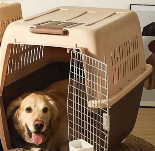 带狗旅行的航空公司选择指南（哪些航空公司可以带狗？带狗旅行前你需要了解的重要信息）