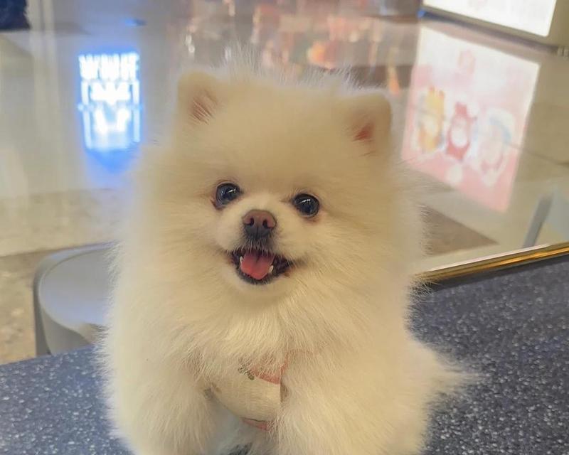 容易脱毛的狗狗品种大揭秘（探索哪些狗狗品种容易脱毛及如何有效应对）