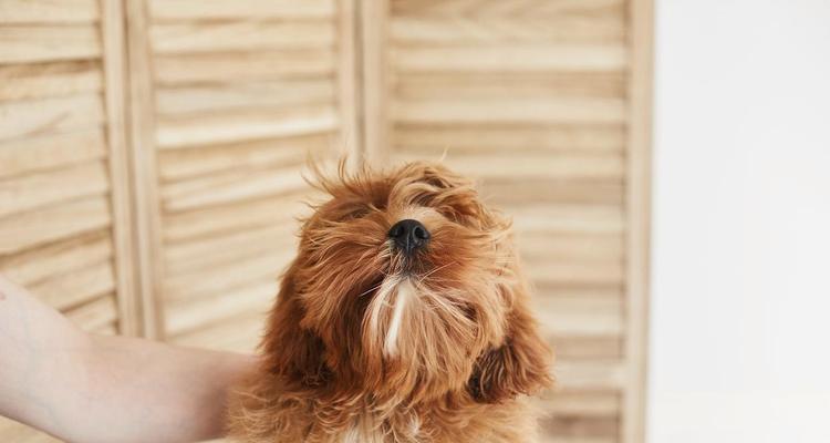 容易脱毛的狗狗品种大揭秘（探索哪些狗狗品种容易脱毛及如何有效应对）