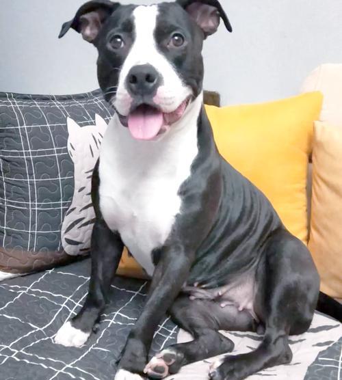 容易脱毛的狗狗品种大揭秘（探索哪些狗狗品种容易脱毛及如何有效应对）