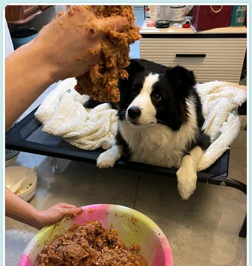 养边牧幼犬的喂食指南(边牧幼犬的合理饮食安排及注意事项) 养边牧幼犬的喂食指南(边牧幼犬的合理饮食安排及注意事项)