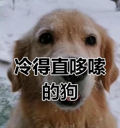 狗狗发抖的原因不仅仅是因为冷（探究狗狗发抖的多种原因，了解如何保持宠物的健康和安全）