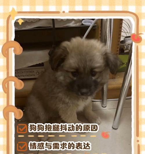 狗狗发抖的原因不仅仅是因为冷（探究狗狗发抖的多种原因，了解如何保持宠物的健康和安全）