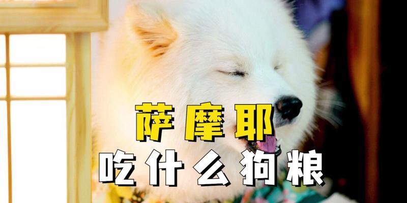了解萨摩耶的日常饮食需求（科学喂养萨摩耶，让它健康成长）