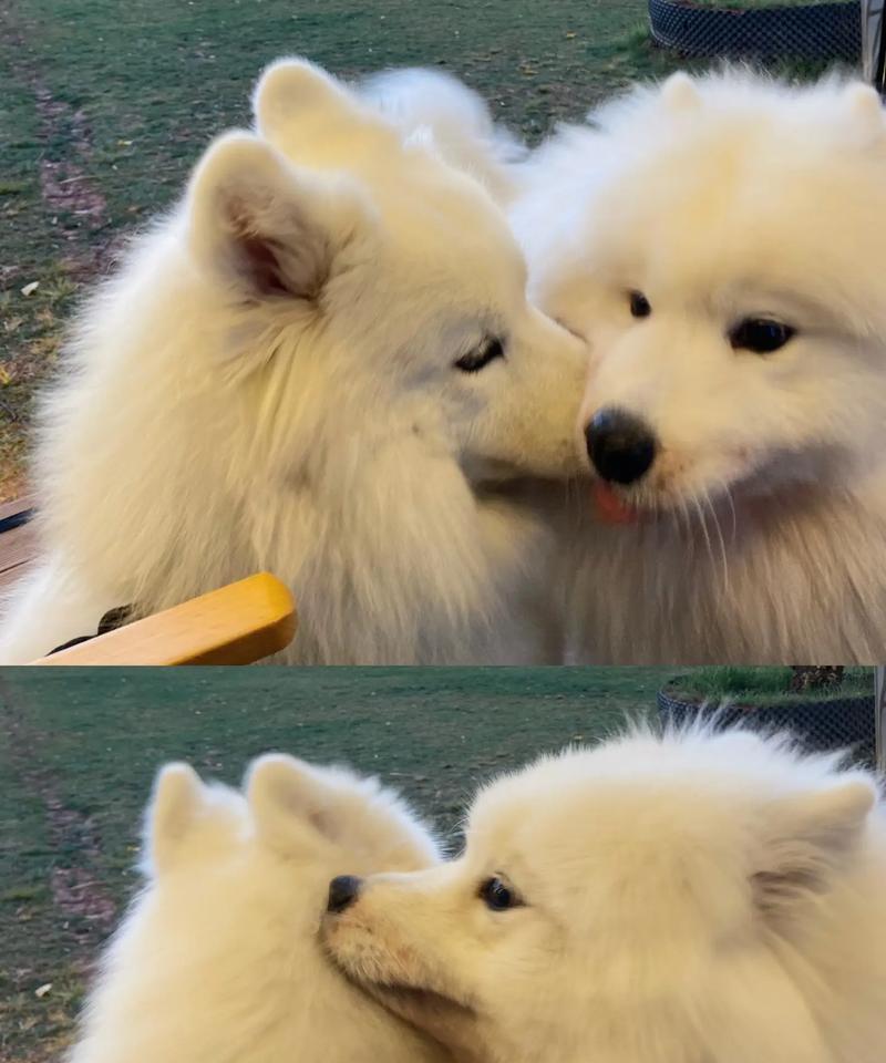 了解萨摩耶的日常饮食需求（科学喂养萨摩耶，让它健康成长）