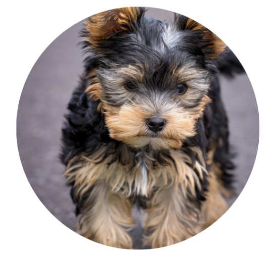 什么品种的狗狗爱叫