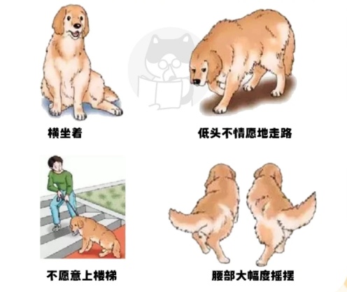 狗狗髋关节发育不良怎么办？